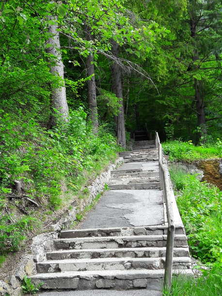 waldweg.jpg