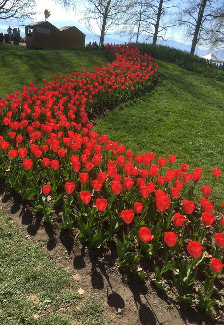 tulpen_5.jpg