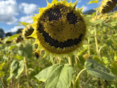 sonnenblume.jpg